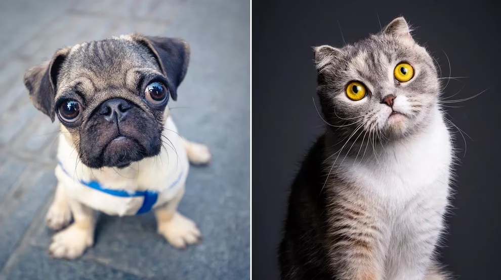 Países Bajos busca prohibir la venta de mascotas con alteraciones genéticas para 