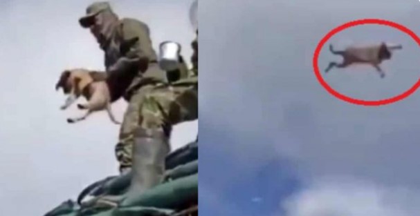 Sentencia a tres militares que mataron a Luna, la perrita de la Guarnición