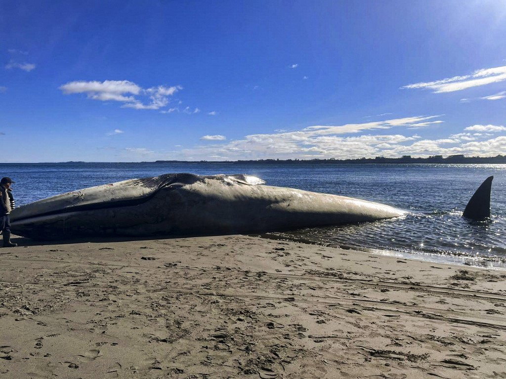 Hallan una inmensa ballena azul muerta en una playa del sur de Chile