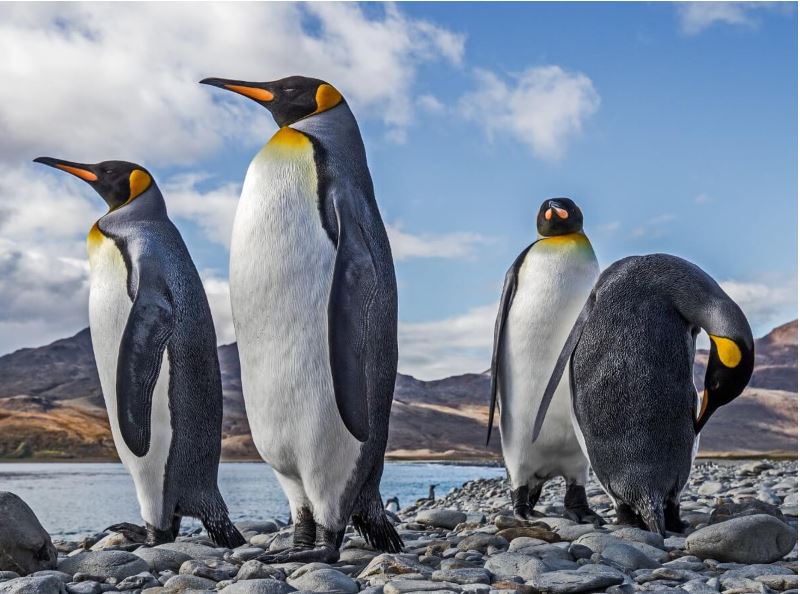 dos pingüinos rey