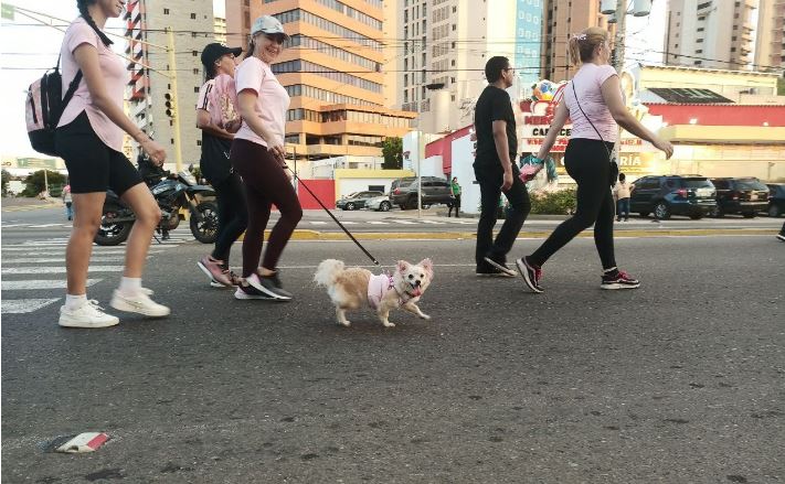 mascotas