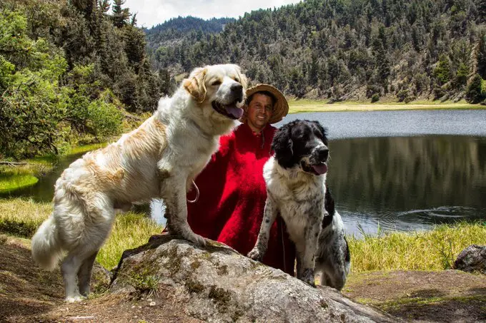 La Federación Canina de Venezuela certifica a nueve perros Mucuchíes como única raza pura del país