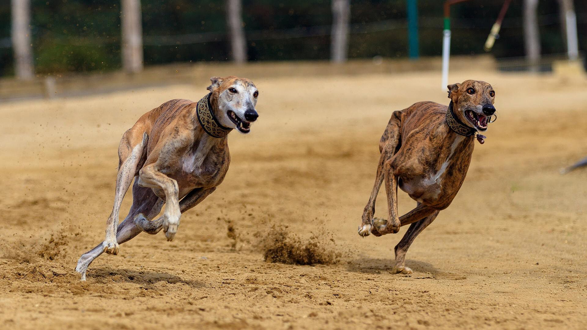 En casino de Bogotá engañaban a los apostadores con carreras de perros grabadas
