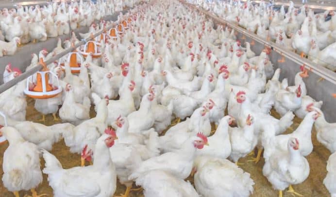 Insai solicita inspección de productos aviares y bovinos procedentes de EEUU: Alertan para evitar que la influenza entre y afecte producción nacional