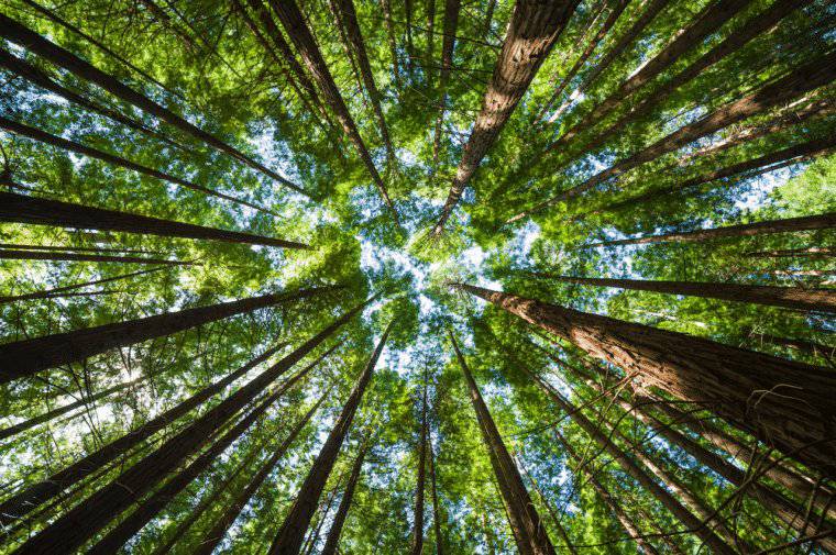 Bosques tropicales