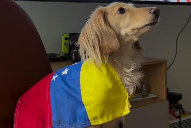 Perrita Bimba revoluciona las redes sociales con su postura, al ligar a la Vinotinto frente a Jamaica