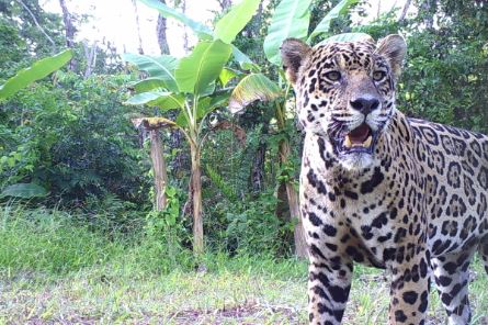 Capturan a un Jaguar en Campo Boscán
