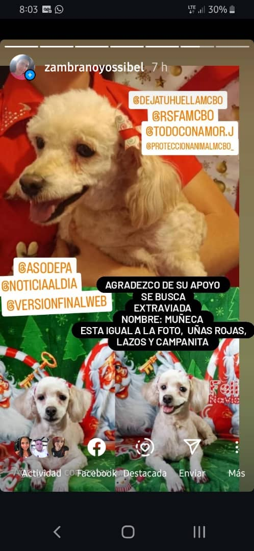 Se extravió en San Francisco una perrita llamada ‘Muñeca’: Su dueña la busca persistentemente