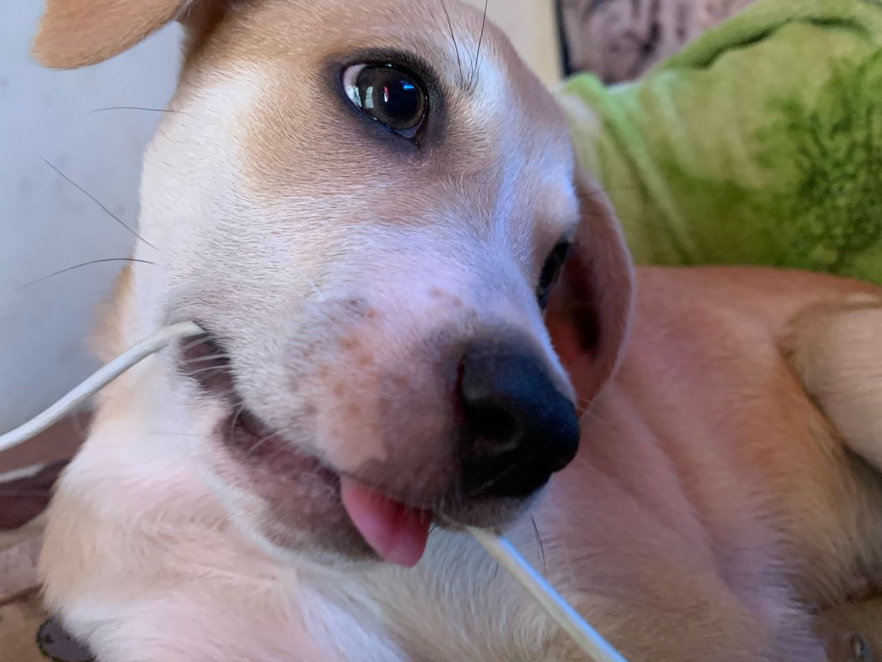 El extraño caso de un perrito desaparecido en El Manzanillo