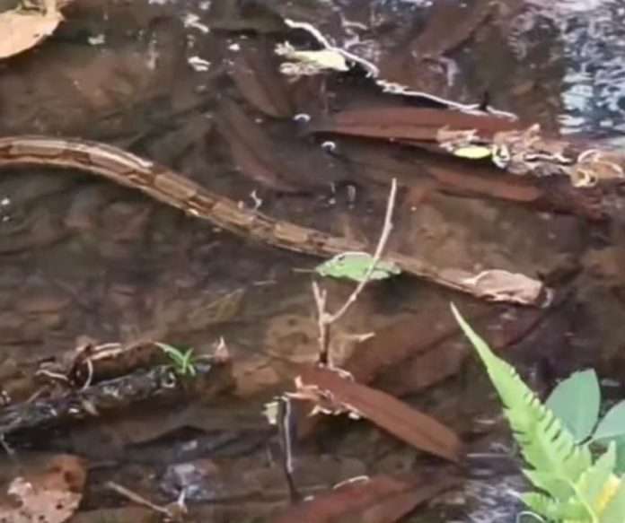 Liberan nueve tragavenados en embalse de la Costa Oriental del Lago