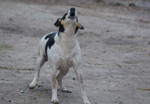 ¿Por qué los perros odian el sonido de las motos?