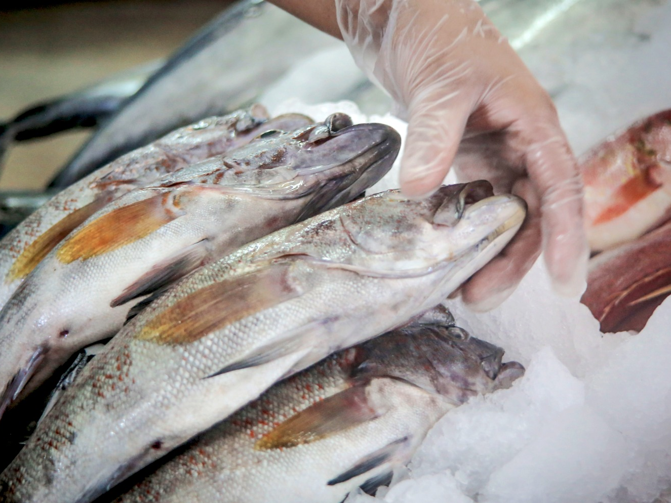 Entérese cómo identificar un pescado fresco para Semana Santa