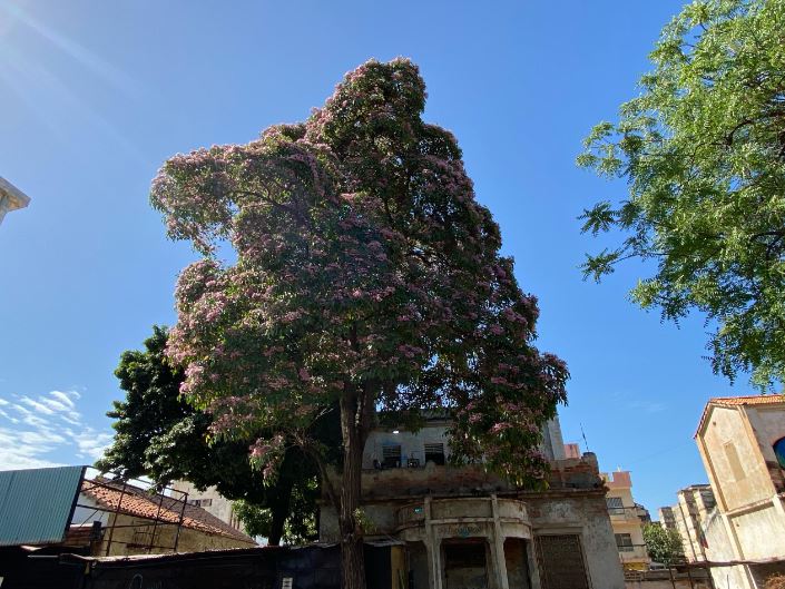 Un espectáculo visual: Los apamates ya florecieron en Maracaibo