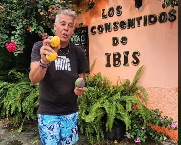 El asombro de un argentino al ver mangos ‘gratis’ en Venezuela: 
