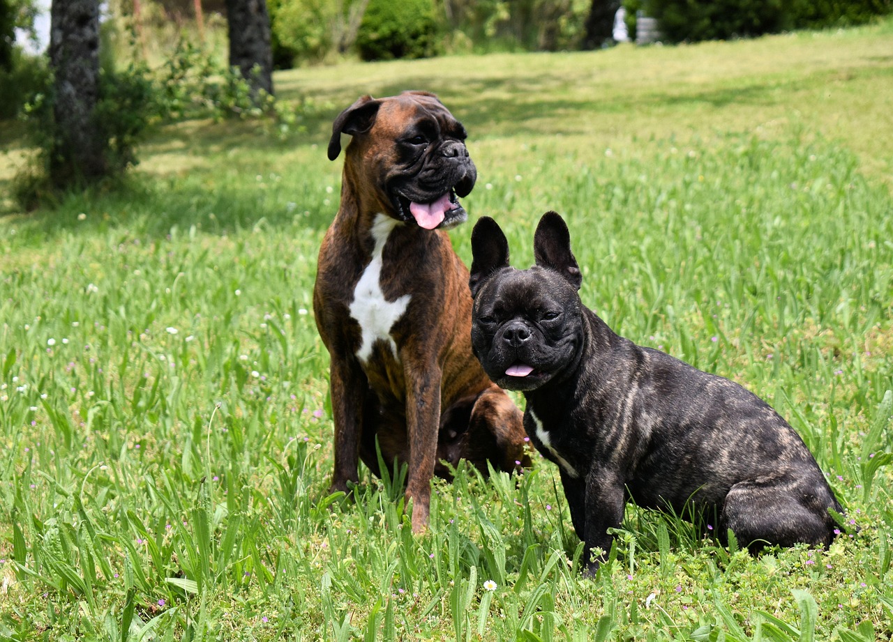 Un verdadero ángel guardián: Perro bóxer salva a bulldog francés que sufría un ataque de epilepsia