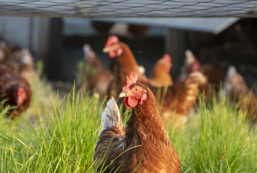 Brasil confirma primer brote de gripe aviar en aves de corral comerciales
