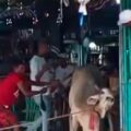 Murió corneada por un toro en 
