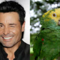 VIRAL: Cuando hasta el loro quiere escuchar cantar a Chayanne