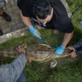 Rescatan un cocodrilo con manchas de petróleo y heridas cerca del Lago de Maracaibo