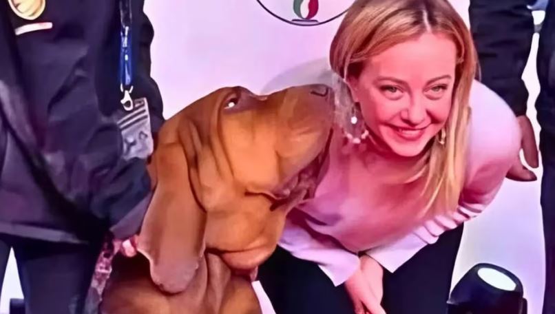 Italia llora la muerte de ‘Bruno’, el sabueso héroe envenenado con una salchicha llena de clavos