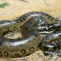 Cada 16 de julio, se conmemora el Día Mundial de la Serpiente