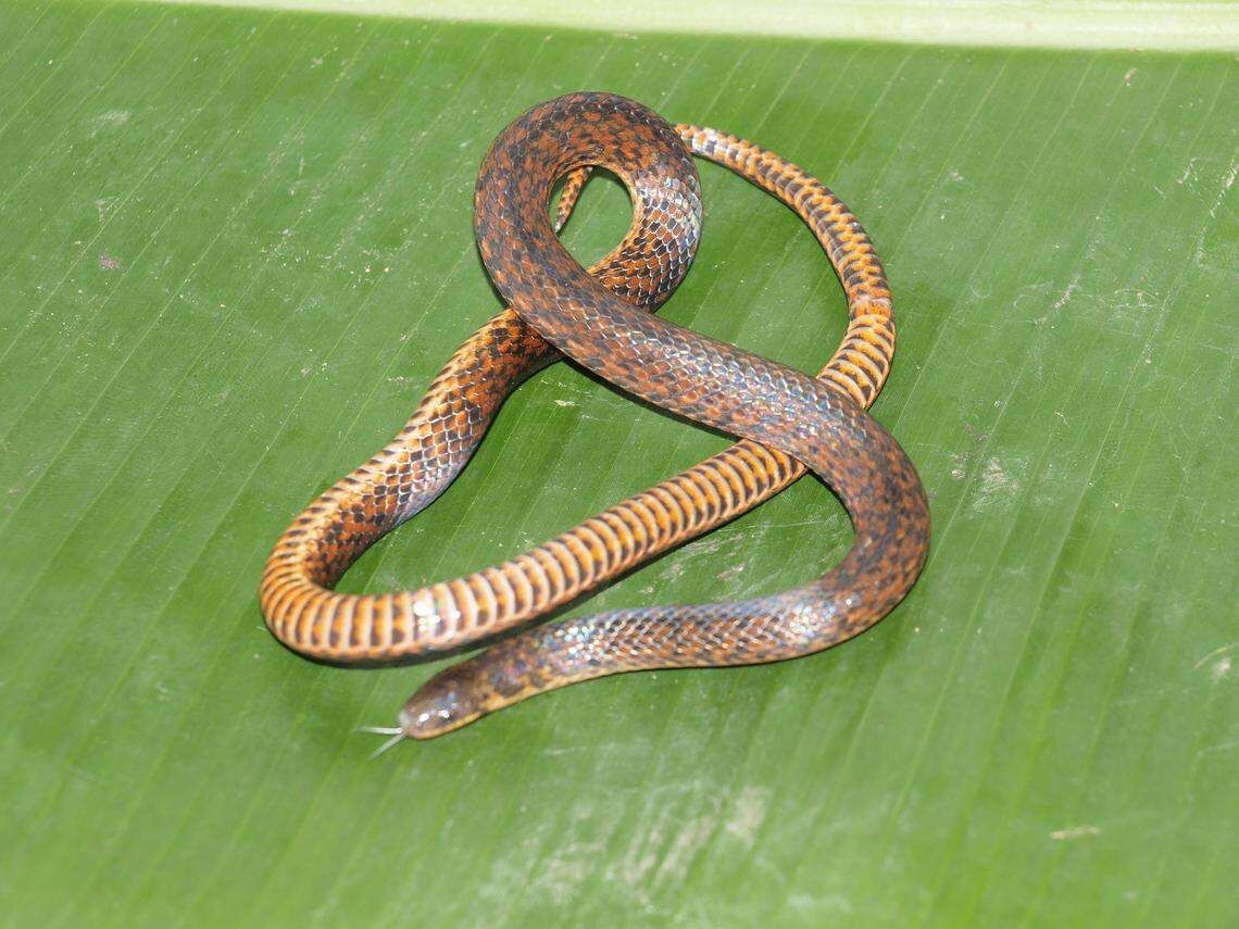 Científicos descubren serpiente dormilona de los pastos en Trujillo