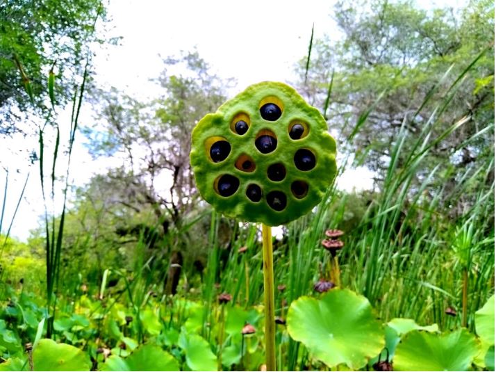 El jardín Botánico de Maracaibo: Un registro visual de colores, texturas, sombras y fauna