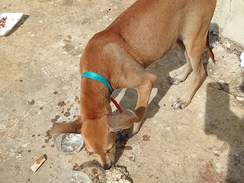 Ciudadana solicita ayuda urgente para cachorro abandonado en vía de Ruta 6