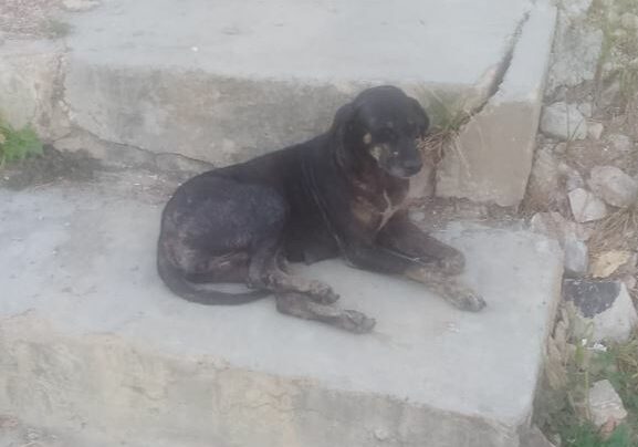 Perrita en situación de abandono ha sido atropellada dos veces en una semana