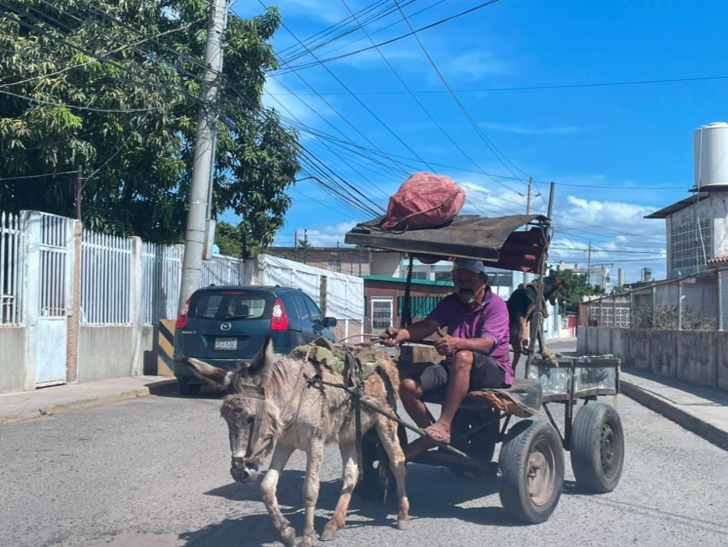 Así es la dura vida de los burritos en Maracaibo bajo el inclemente sol