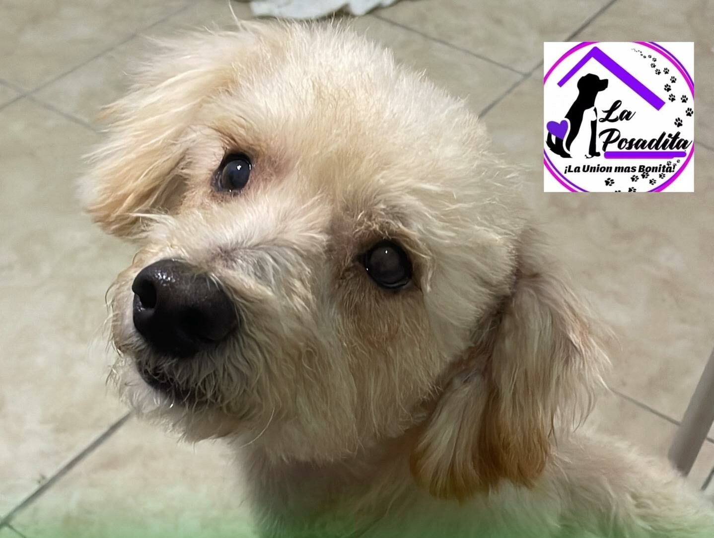 Piden ayuda para devolverle la salud a ‘Romeo’, un perrito rescatado
