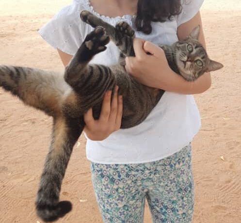 La gata “Luna” tiene tres días extraviada: Su familia la busca desesperadamente
