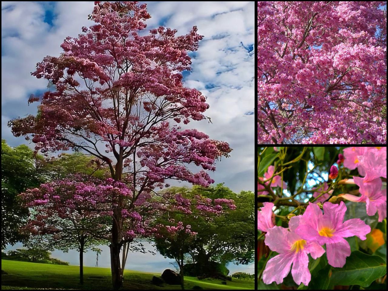 Imagínate a Maracaibo de rosa con apamates