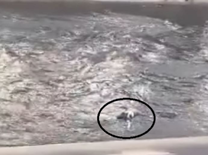 Rescataron el cadáver de un hombre en el río Guaire