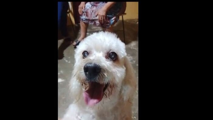 Buscan desesperadamente a la cachorrita 