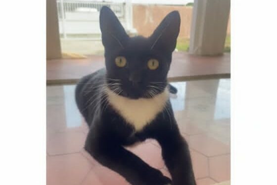 Mascota perdida: Familia solicita ayuda para localizar al gatito Lucca