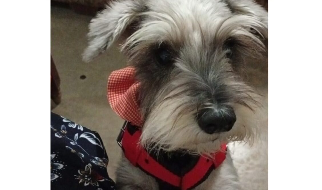 Solicitan apoyo ciudadano y ofrecen recompensa para dar con el paradero de la perrita Luna
