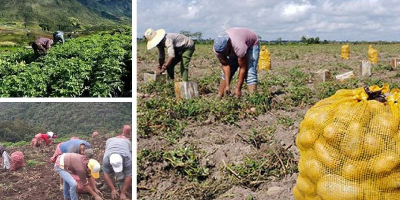 Contrabando de hortalizas estaría afectando la producción en cinco estados del país: Advierten agricultores