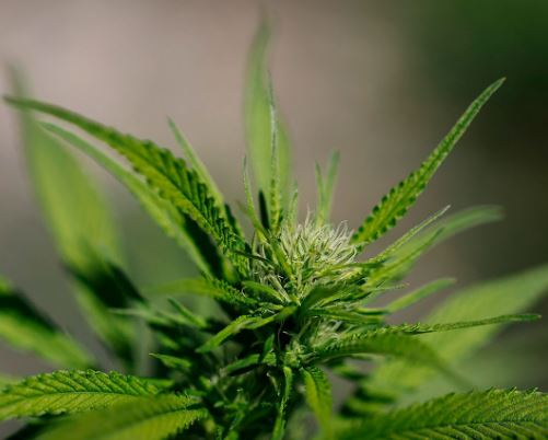 EEUU reclasifica la marihuana medicinal como droga menos peligrosa