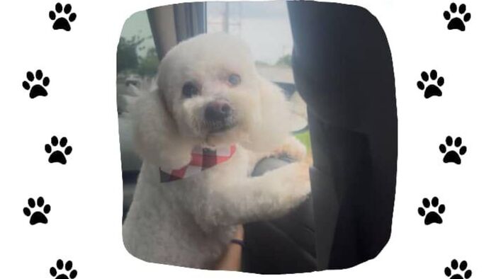 Buscan a Tobby: Un hermoso perrito extraviado en la urbanización Los Modines