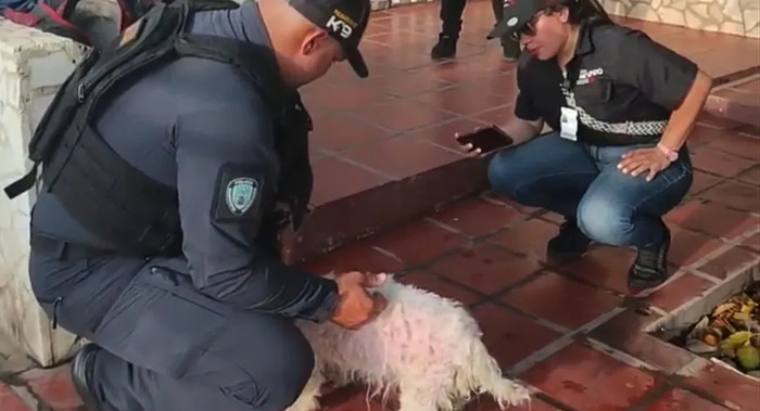 Polimaracaibo y Misión Nevado atienden caso de perrito herido en La Rotaria