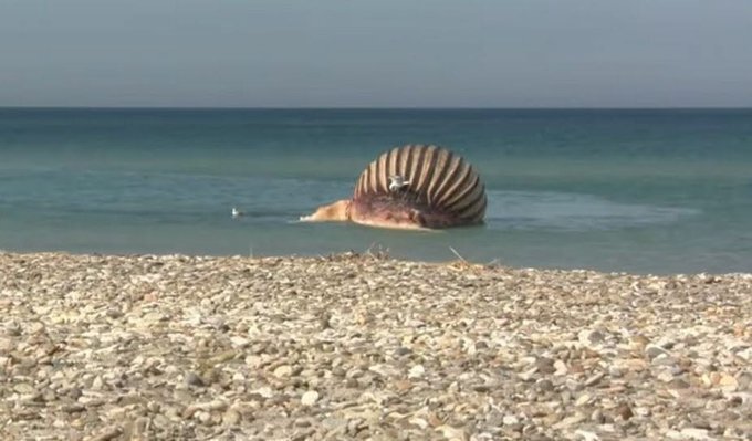 Temen que explote la ballena 