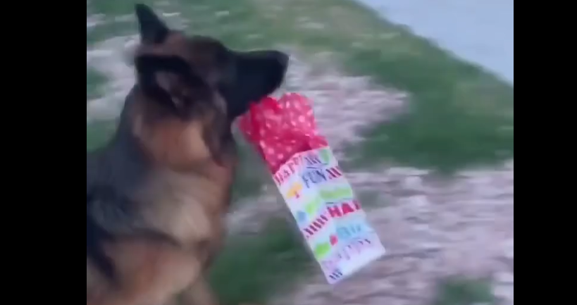 ¡No soltó el regalo! Invitaron a su mascota a una fiesta de cumpleaños y el peludo causó furor con su emocionante reacción