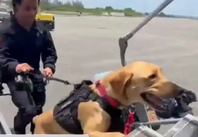 “Héroes de cuatro patas”: Equipos K9 de Miami-Dade van rumbo a Venezuela para sumarse a las labores de rescate