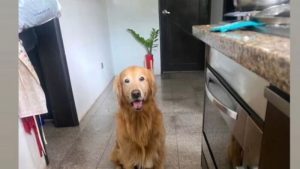 ¡Ayúdanos a localizarlo! Buscan a Brandon, un noble perro extraviado