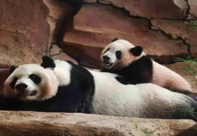 Rio, el primer panda gigante nacido en Indonesia, hace historia en su debut público.