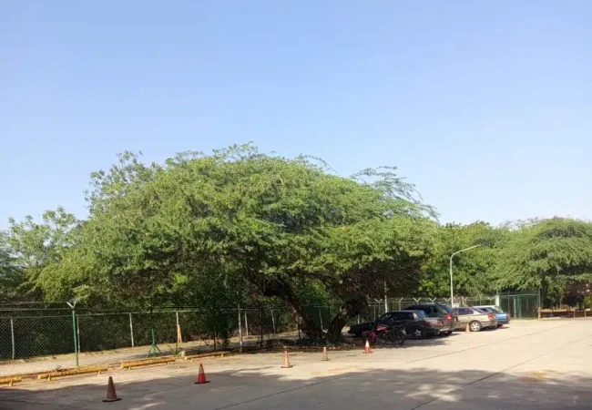 ​Se da el fenómeno del Veranillo de San Juan en Maracaibo