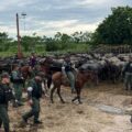 Efectivos de la GNB recuperaron 20 búfalos robados y detuvieron a dos sujetos con armas y droga en Machiques de Perijá