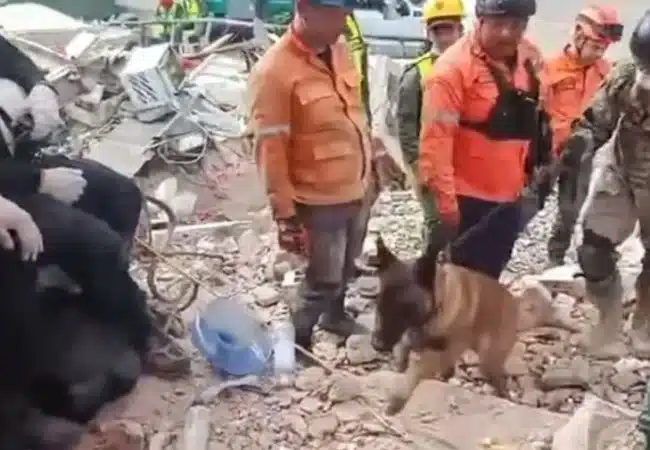 Así fue como el perro rescatista Bart encontró a dos menores con vida bajo escombros en la Guaira