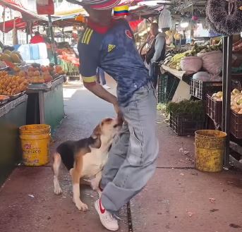 ¡Por bailar ‘Dai Dai’!: Perrito muerde a creador de contenido colombiano y el video se vuelve viral